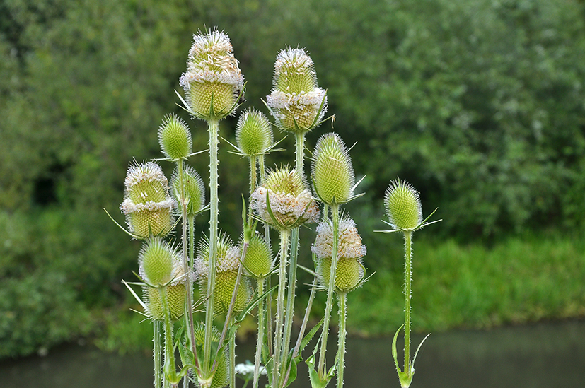 Dipsacus laciniatus L.