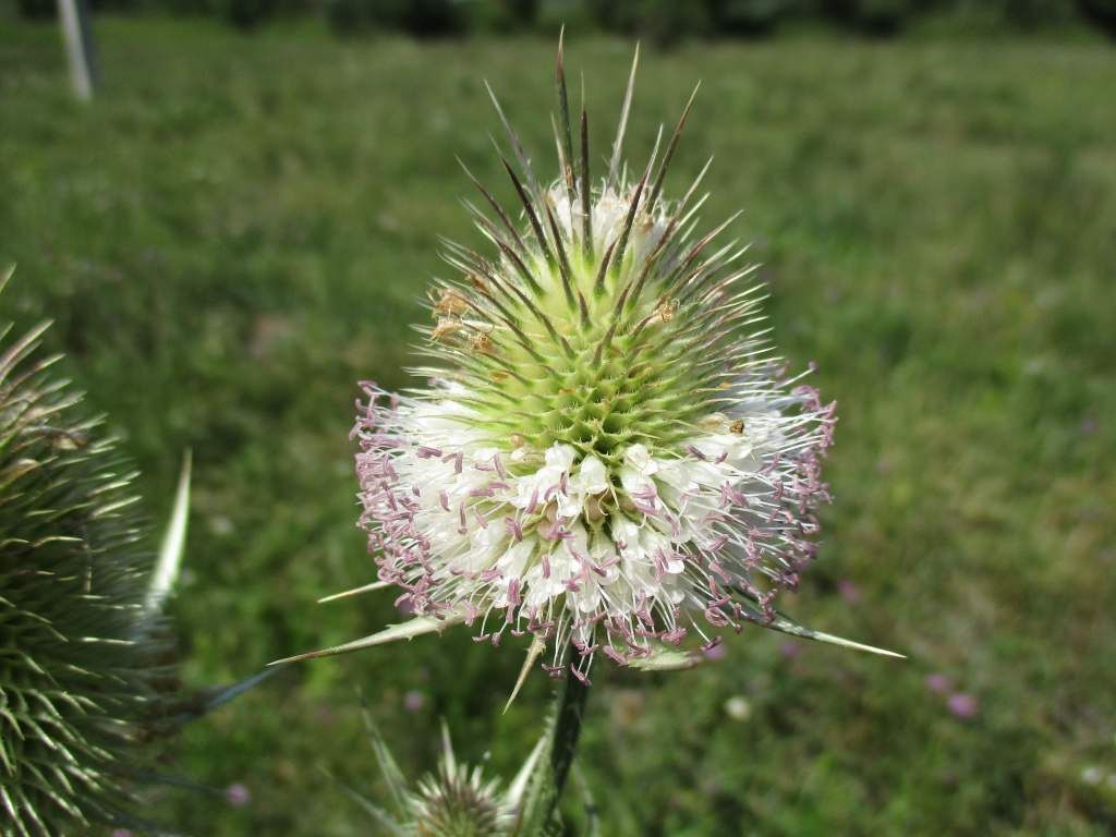 Dipsacus laciniatus L.