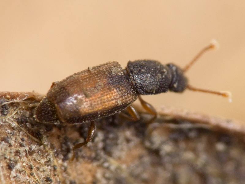 Monotoma bicolor A.Villa & G.Villa, 1835