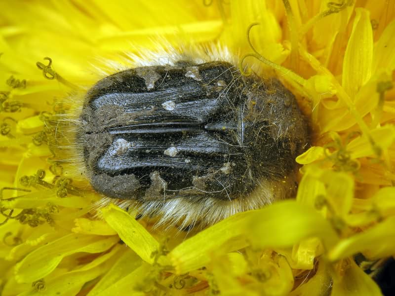 Tropinota (Epicometis) hirta (Poda, 1761)