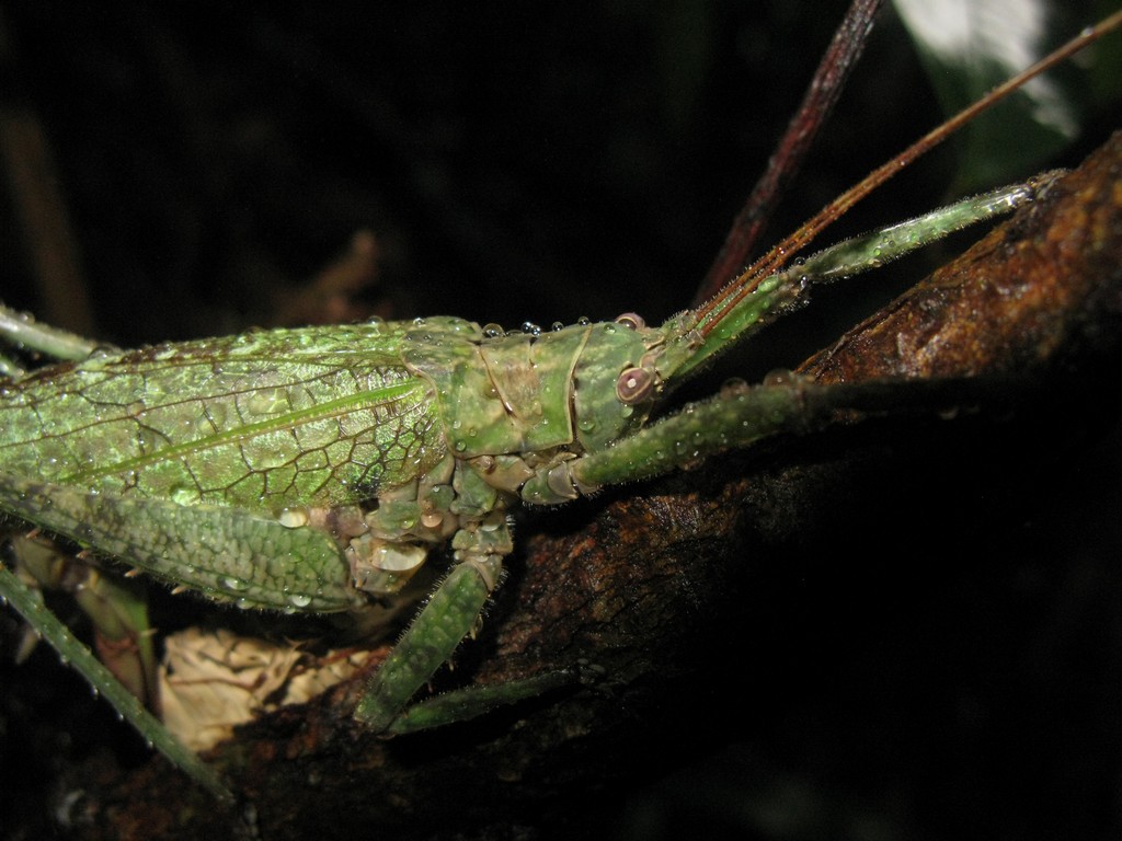 Acanthodis aquilina (Linnaeus, 1758)