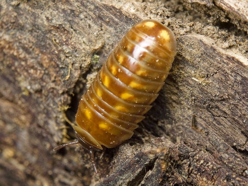 Glomeris hexasticha Brandt, 1833
