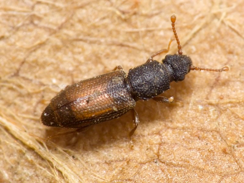 Monotoma bicolor A.Villa & G.Villa, 1835