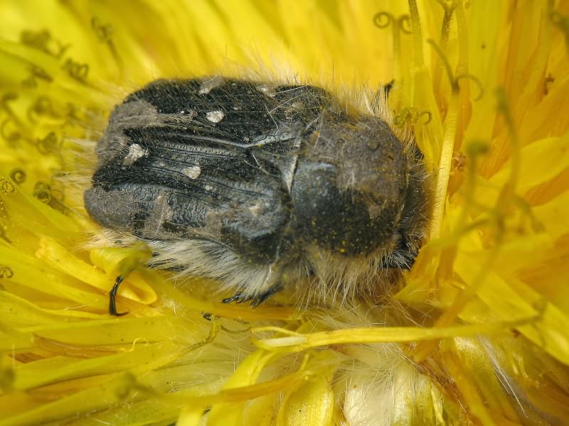 Tropinota (Epicometis) hirta (Poda, 1761)