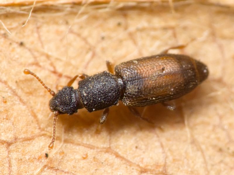 Monotoma bicolor A.Villa & G.Villa, 1835