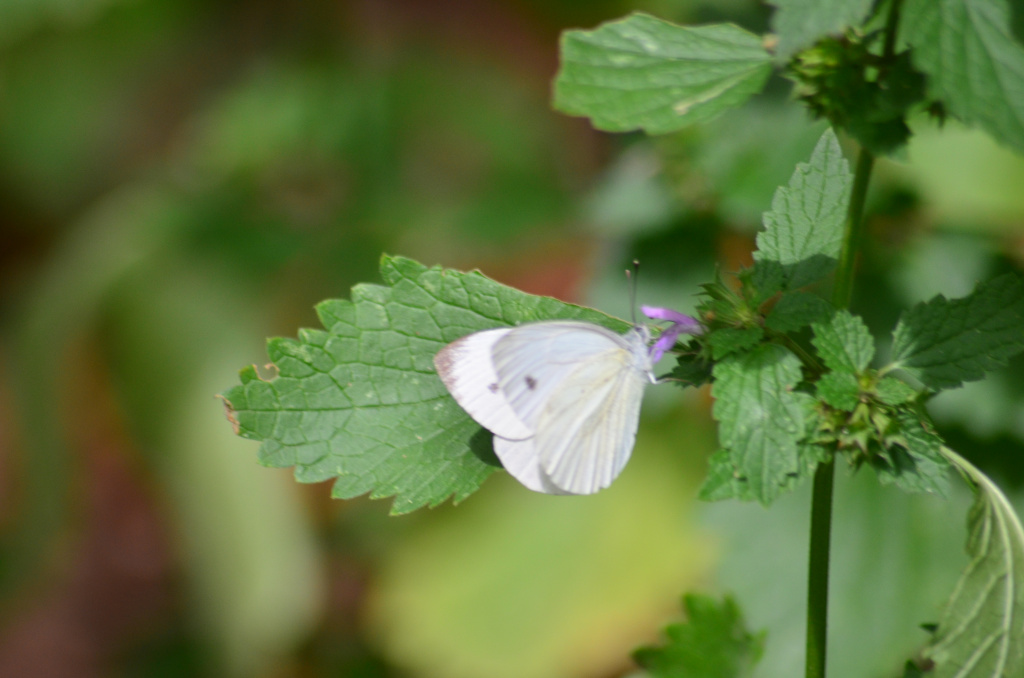 Pieris napi (Linnaeus, 1758)
