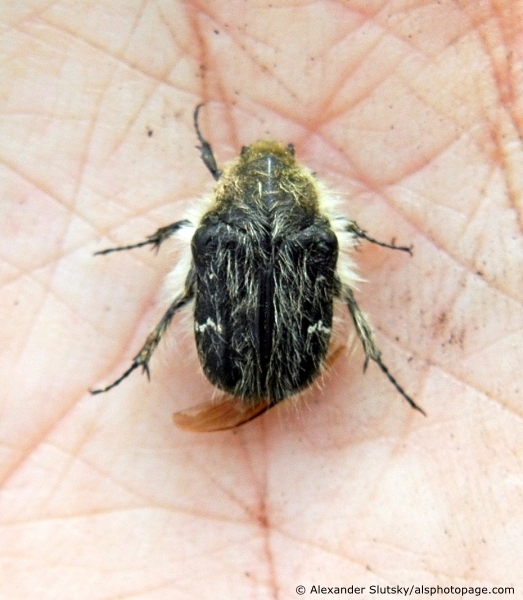 Tropinota (Epicometis) hirta (Poda, 1761)