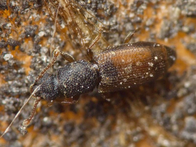 Monotoma bicolor A.Villa & G.Villa, 1835