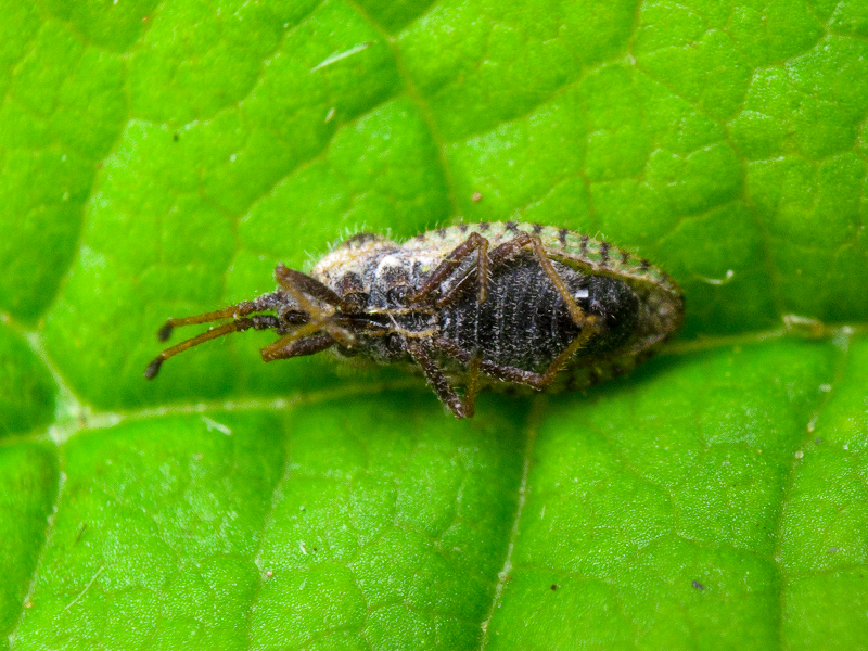 Lasiacantha capucina (Germar, 1837)