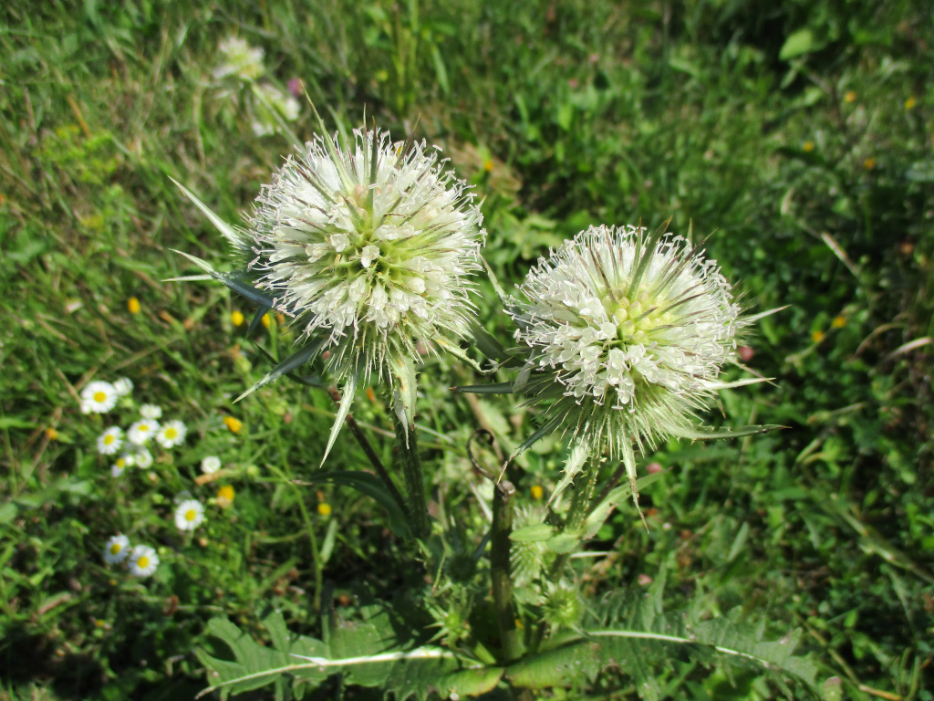 Dipsacus laciniatus L.