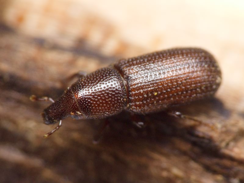 Stereocorynes truncorum (Germar, 1824)