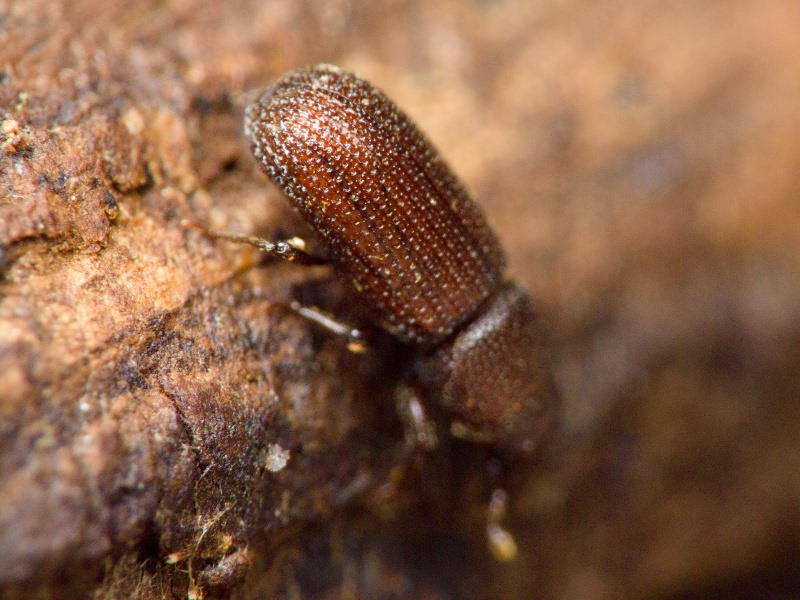Stereocorynes truncorum (Germar, 1824)