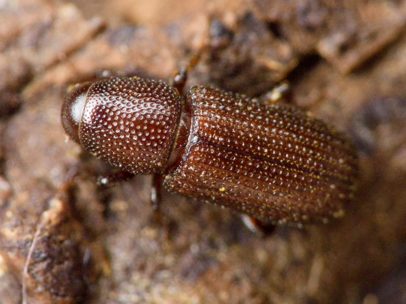 Stereocorynes truncorum (Germar, 1824)