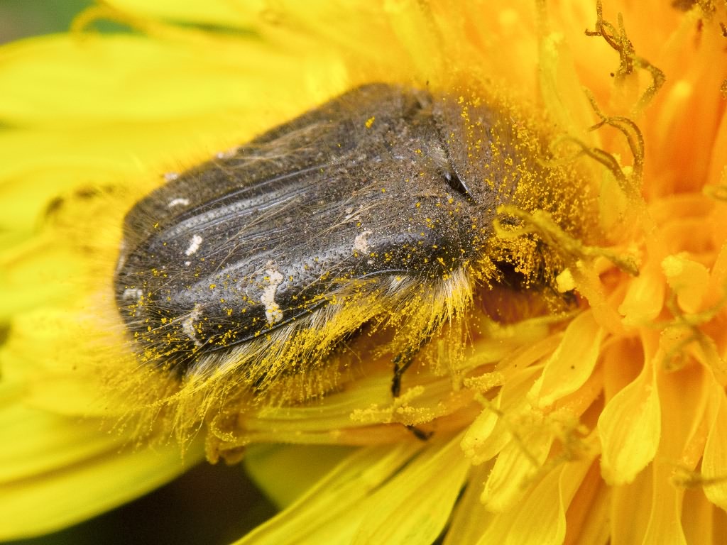Tropinota hirta (Poda, 1761)