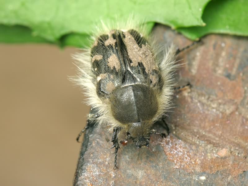 Tropinota (Epicometis) hirta (Poda, 1761)