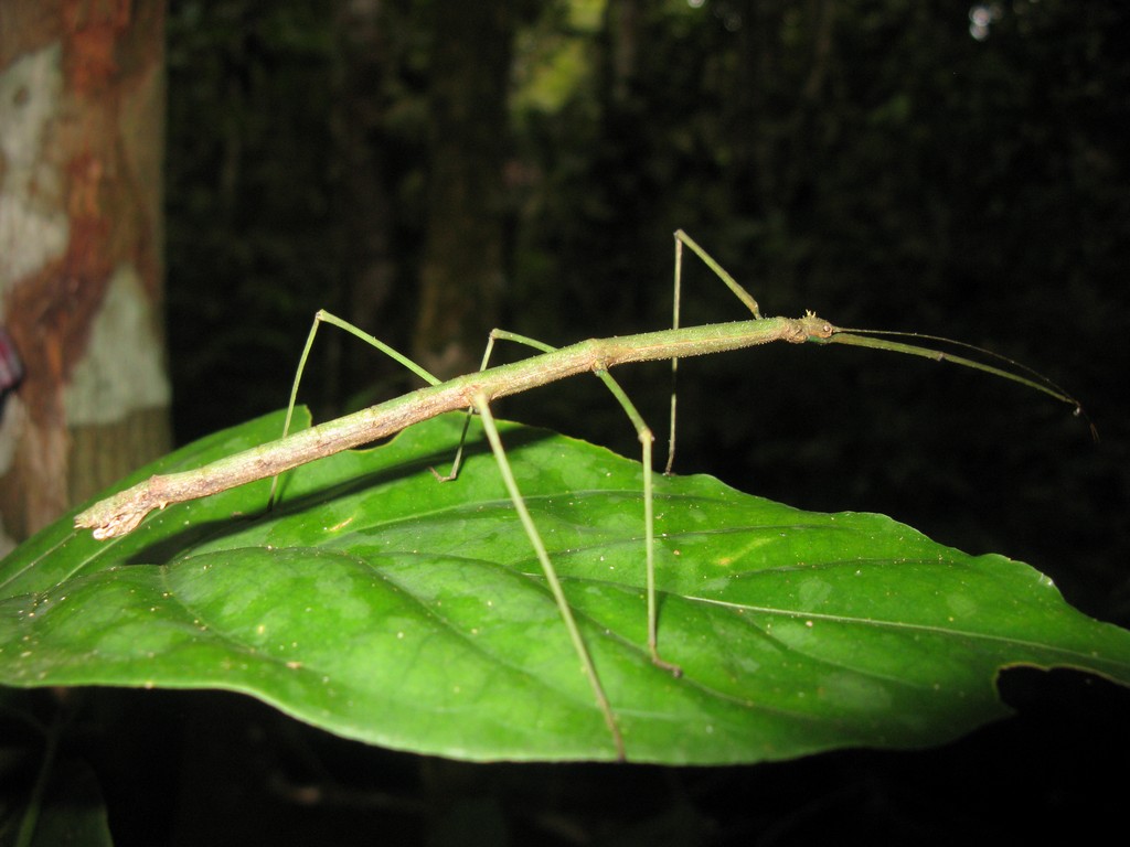 Phasmida