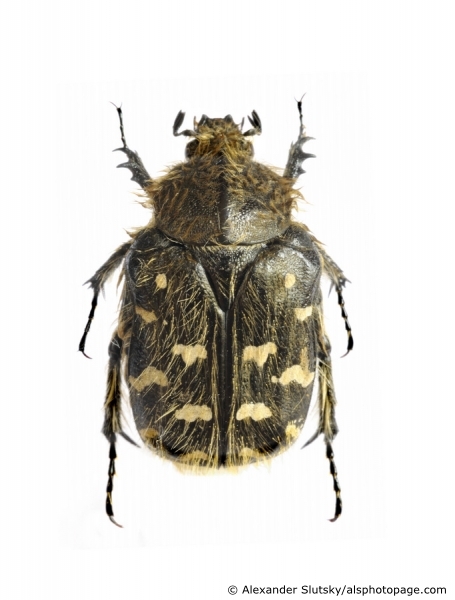 Tropinota (Epicometis) hirta (Poda, 1761)