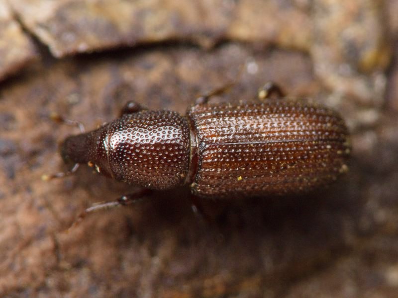 Stereocorynes truncorum (Germar, 1824)