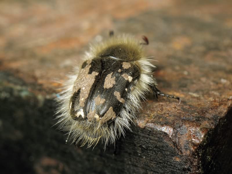 Tropinota hirta (Poda, 1761)