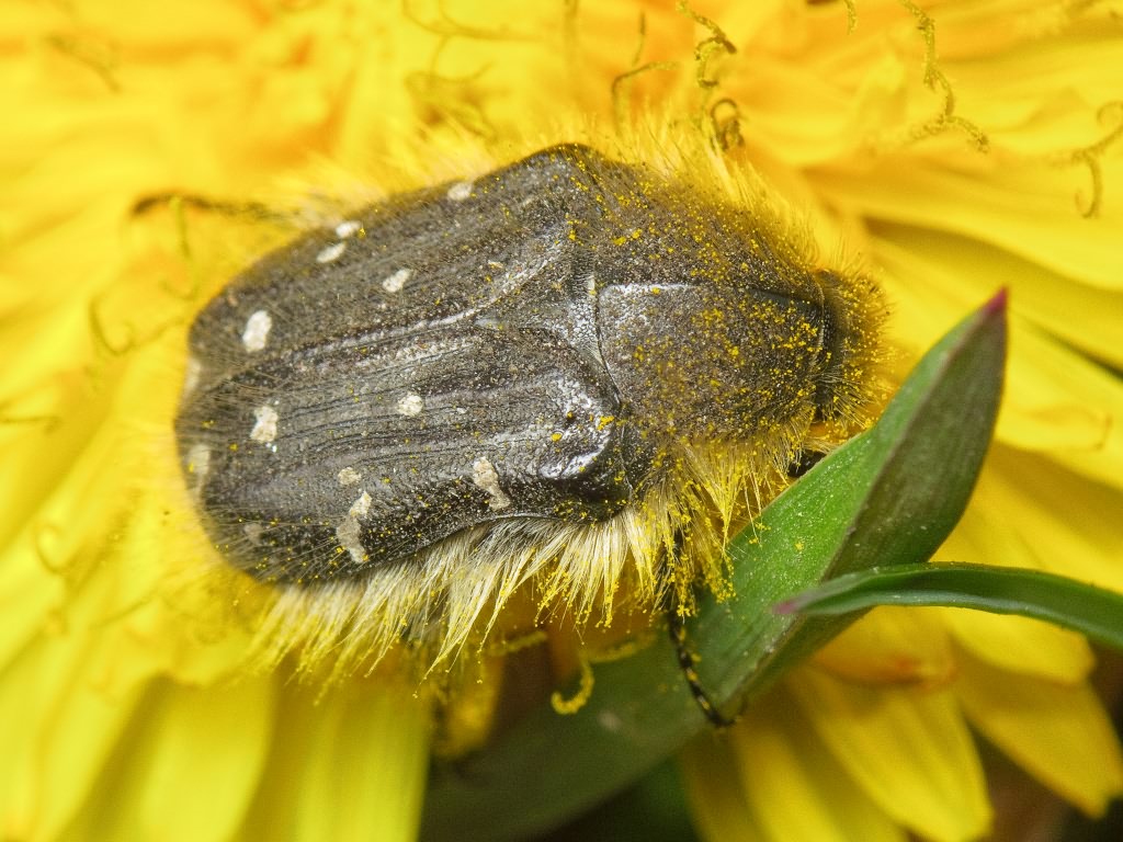Tropinota (Epicometis) hirta (Poda, 1761)