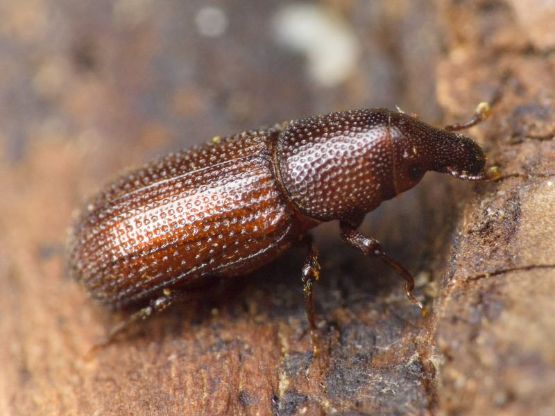 Stereocorynes truncorum (Germar, 1824)