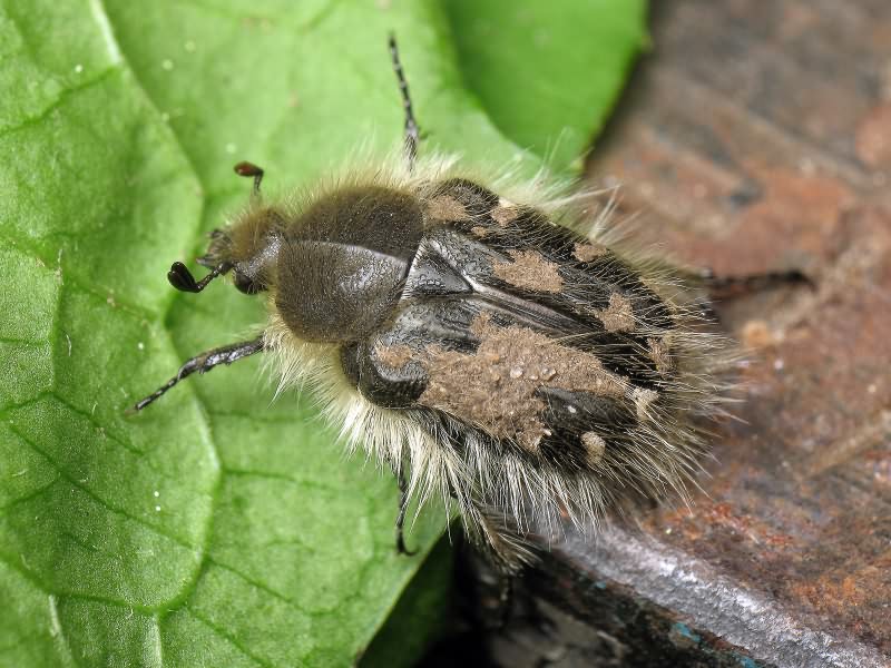 Tropinota hirta (Poda, 1761)