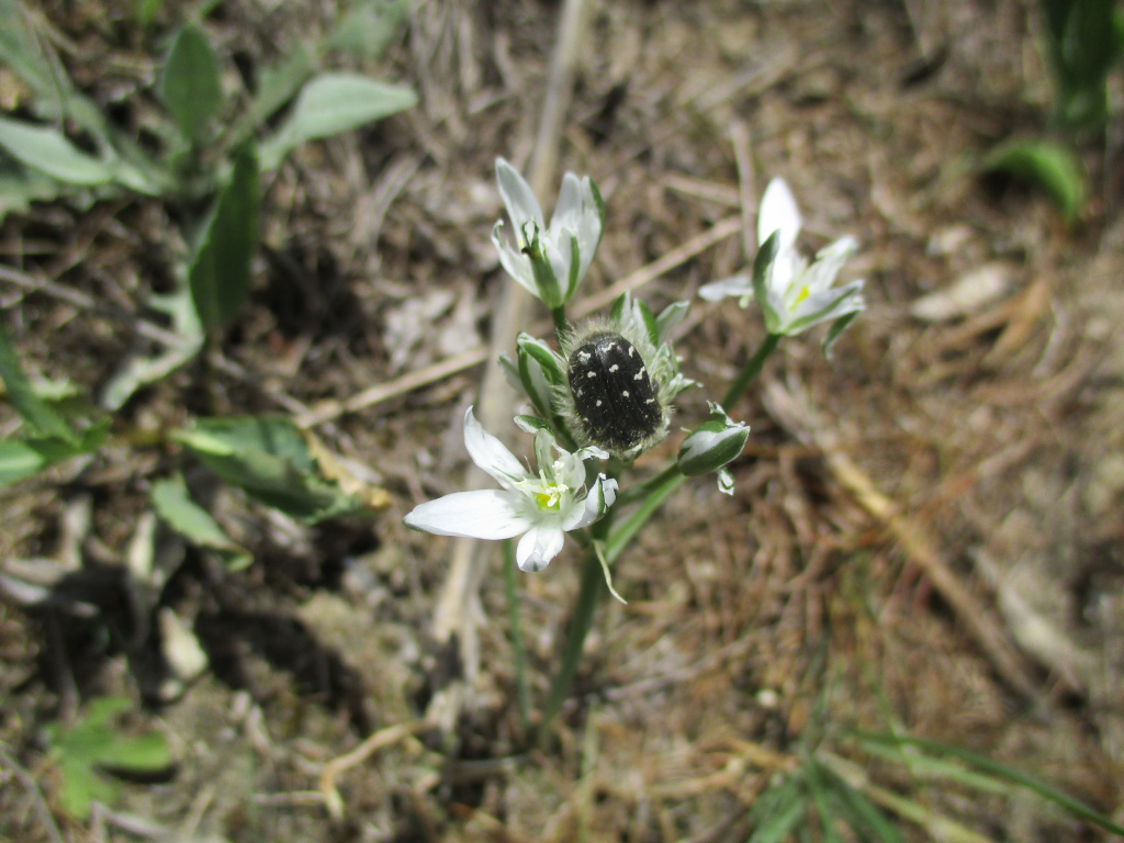 Tropinota hirta (Poda, 1761)