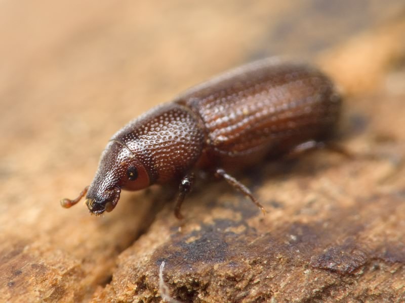 Stereocorynes truncorum (Germar, 1824)