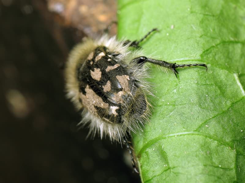 Tropinota hirta (Poda, 1761)