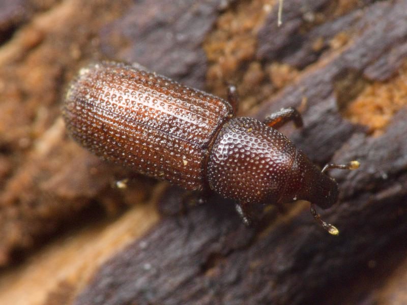 Stereocorynes truncorum (Germar, 1824)