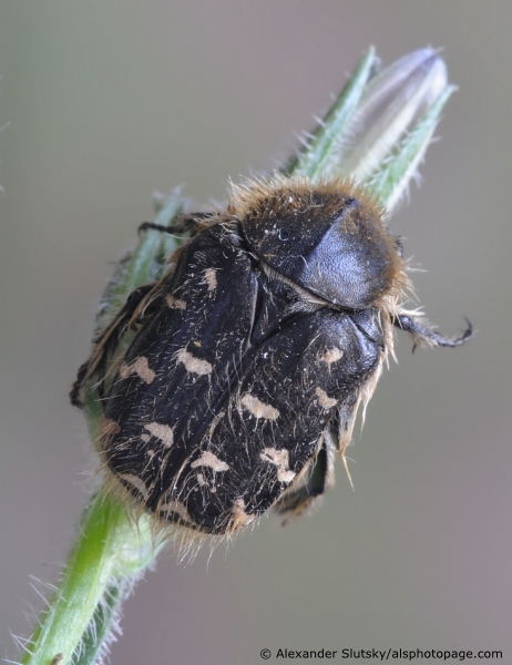 Tropinota (Epicometis) hirta (Poda, 1761)