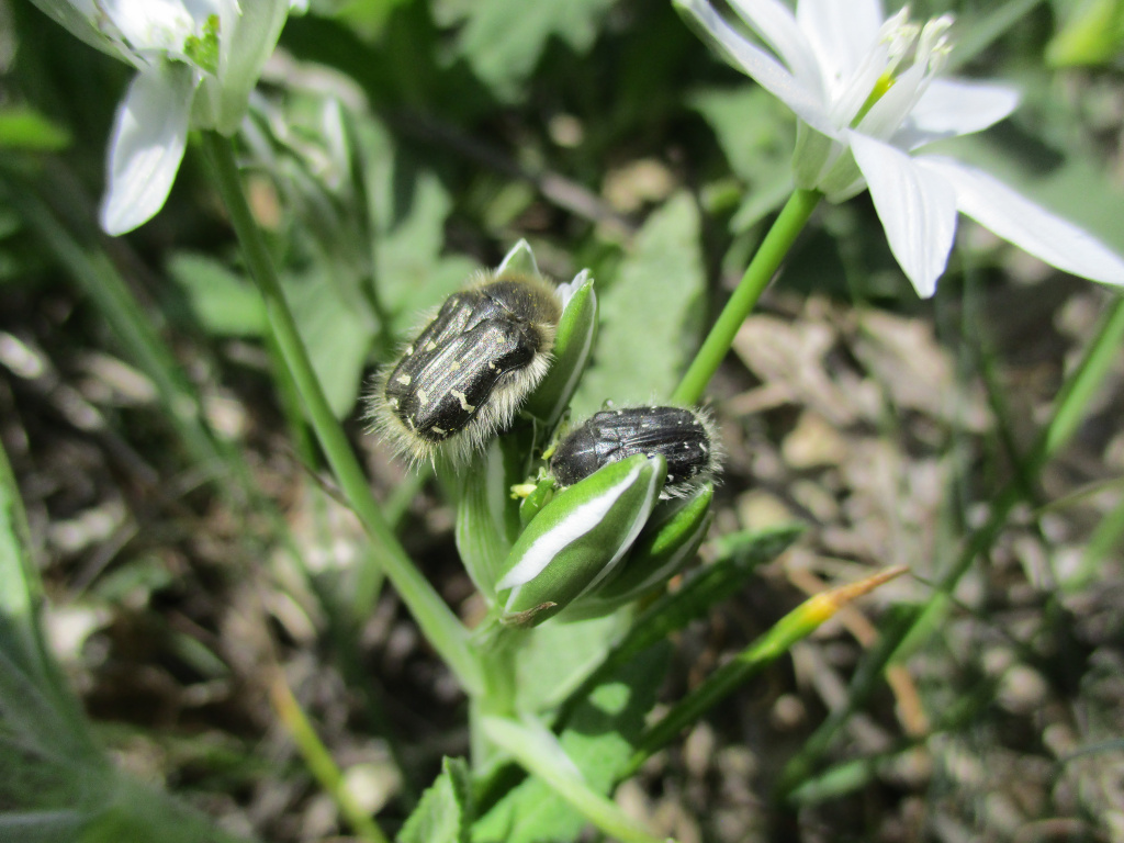 Tropinota (Epicometis) hirta (Poda, 1761)