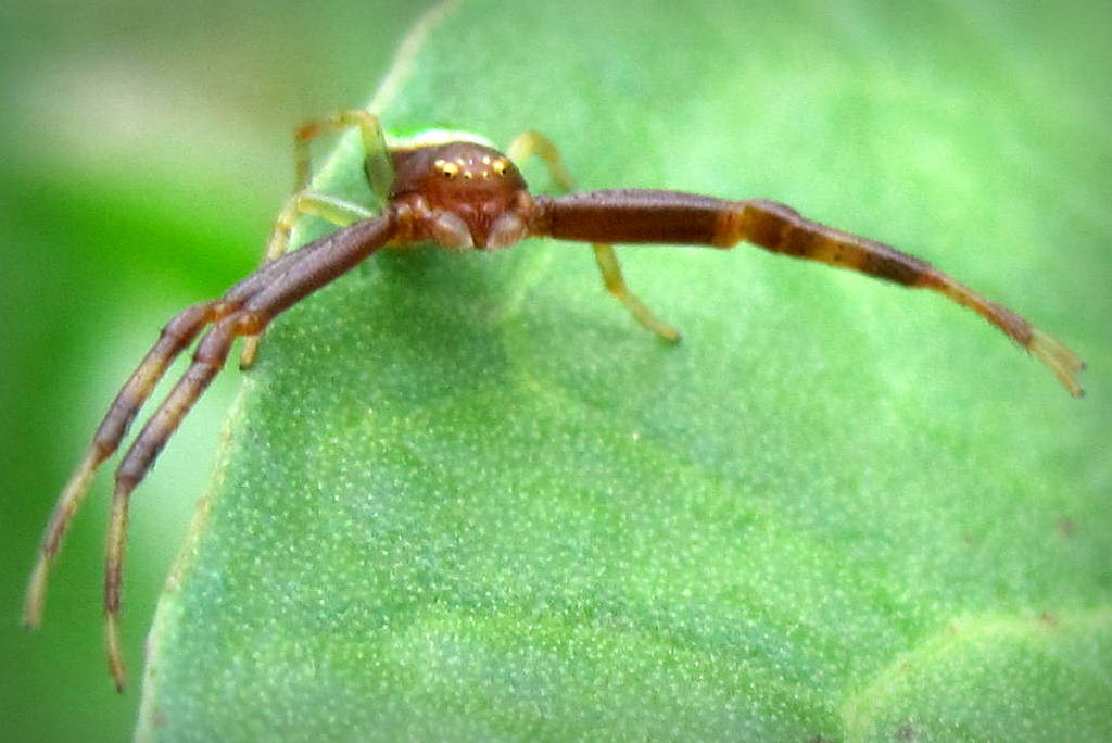 Ebrechtella tricuspidata
