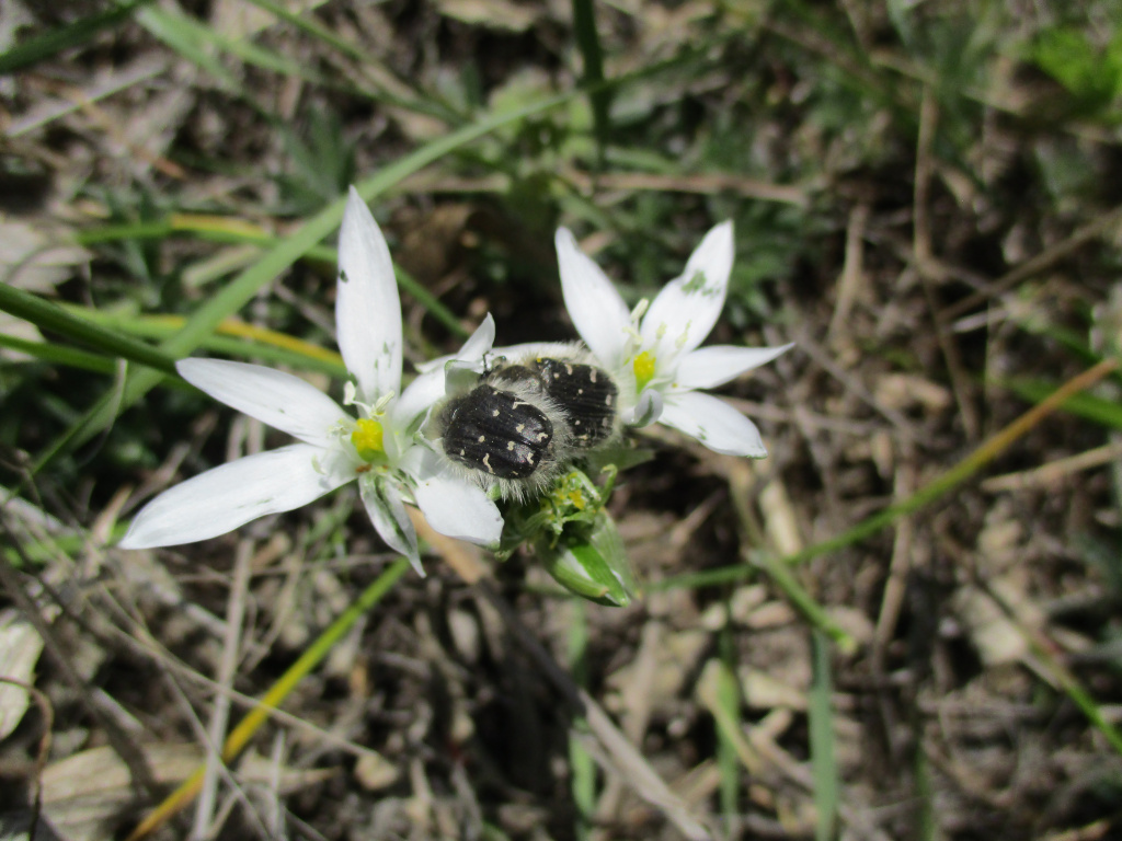 Tropinota hirta (Poda, 1761)