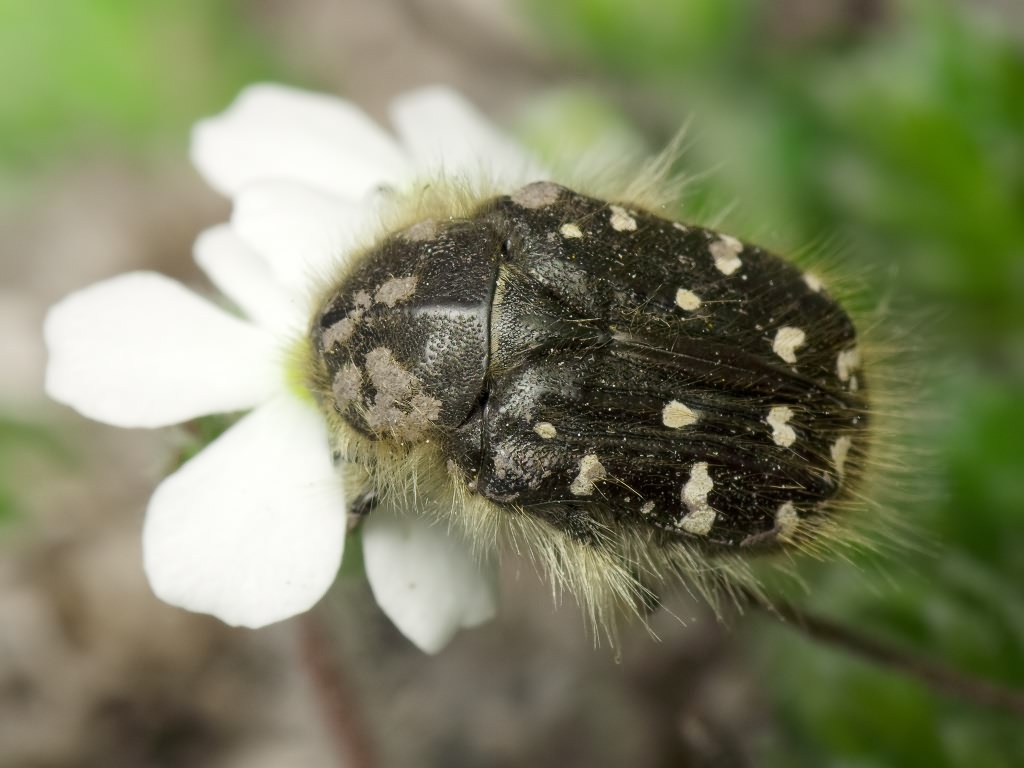 Tropinota (Epicometis) hirta (Poda, 1761)