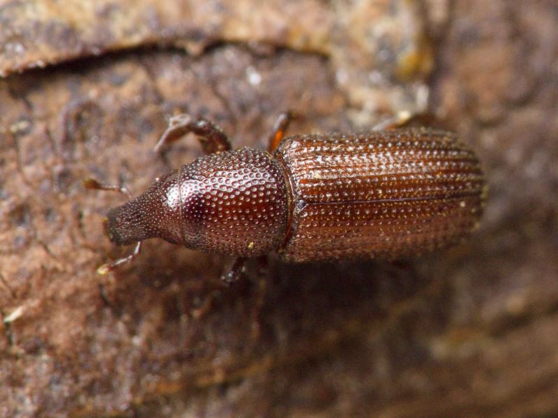 Stereocorynes truncorum (Germar, 1824)