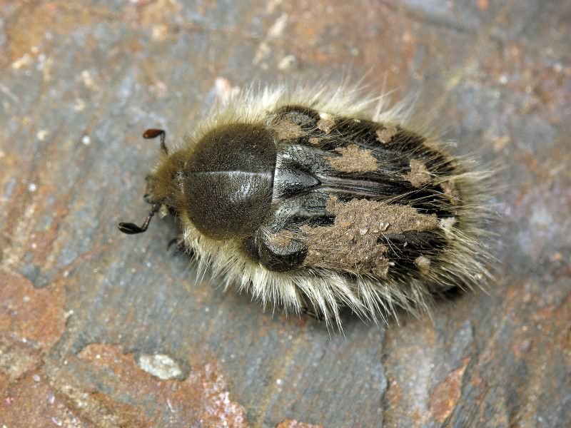 Tropinota (Epicometis) hirta (Poda, 1761)