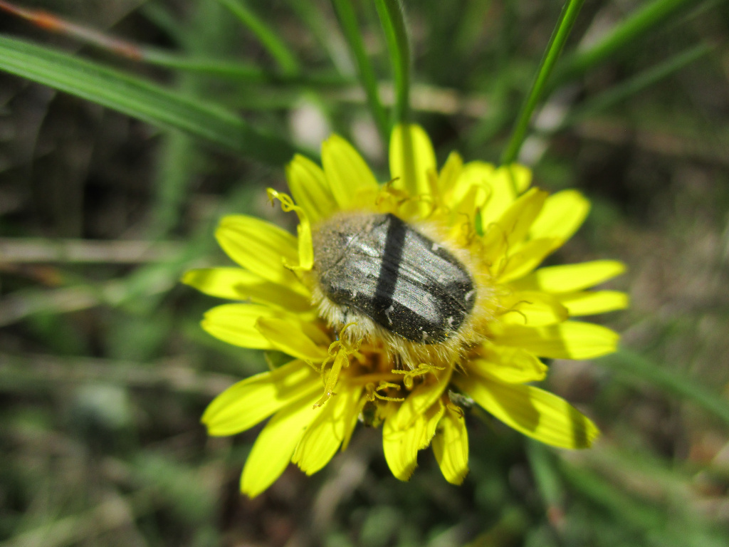 Tropinota hirta (Poda, 1761)