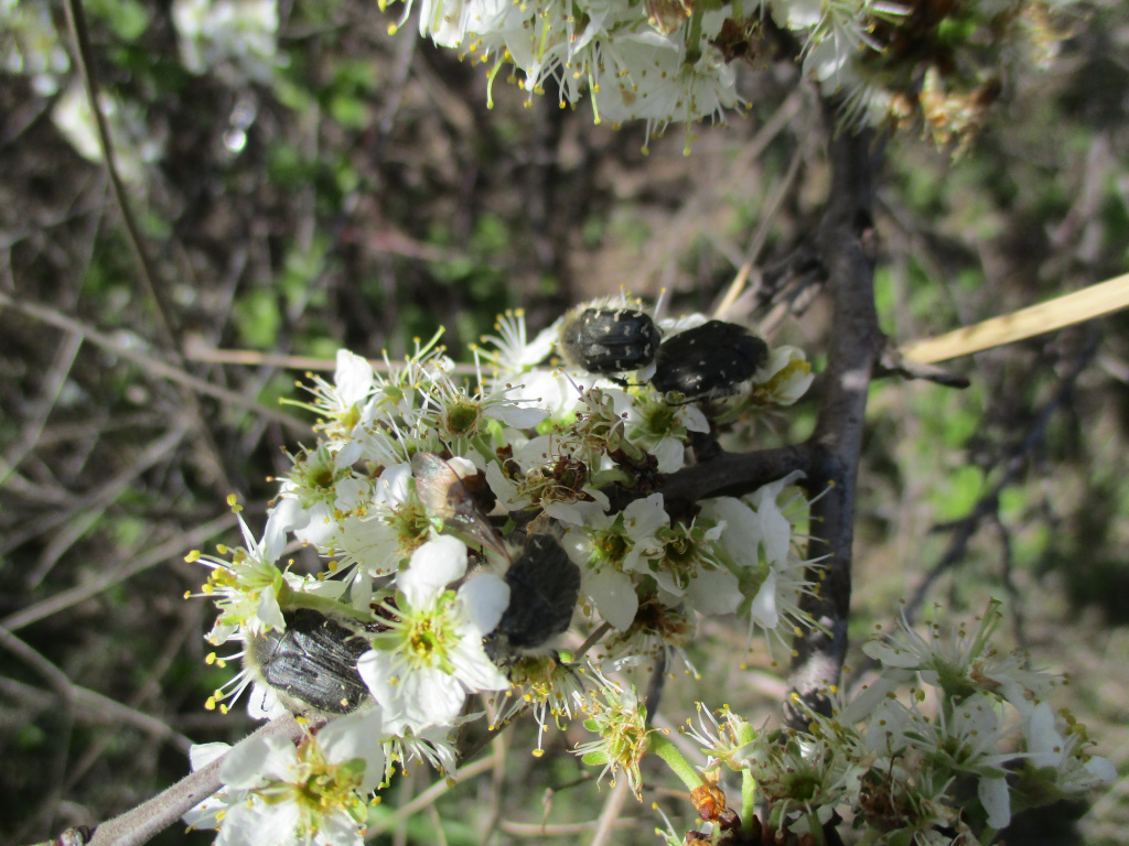 Tropinota hirta (Poda, 1761)