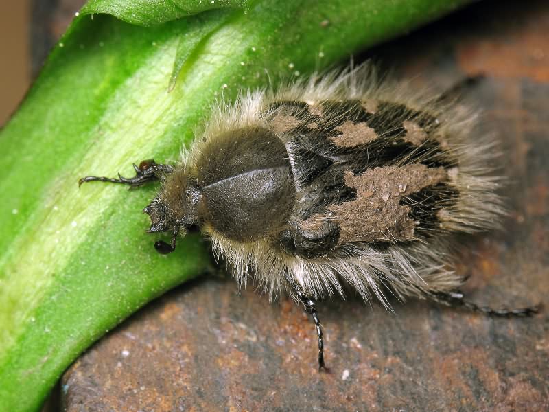 Tropinota hirta (Poda, 1761)