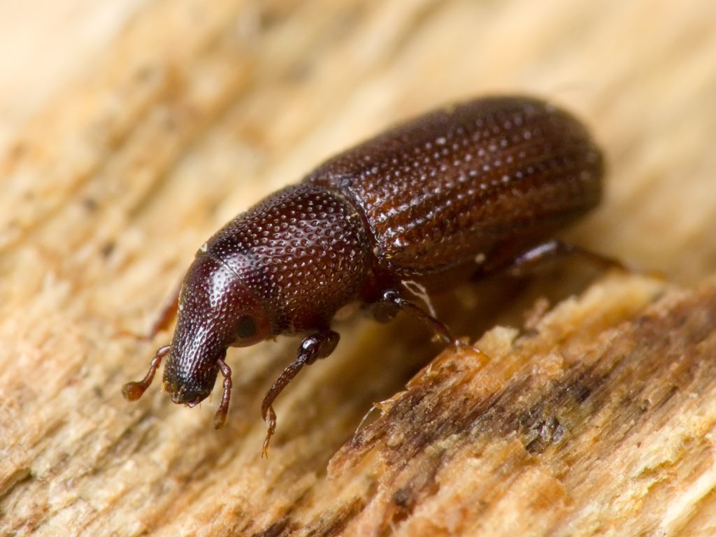 Stereocorynes truncorum (Germar, 1824)