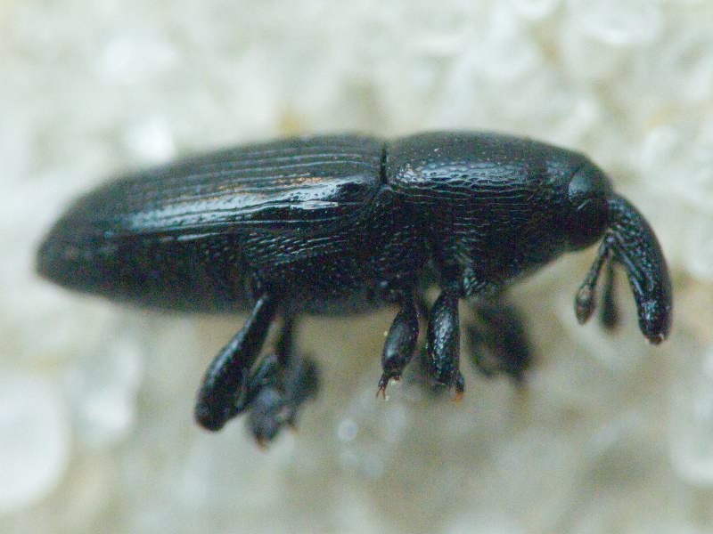 Labiaticola melas Boheman, 1836