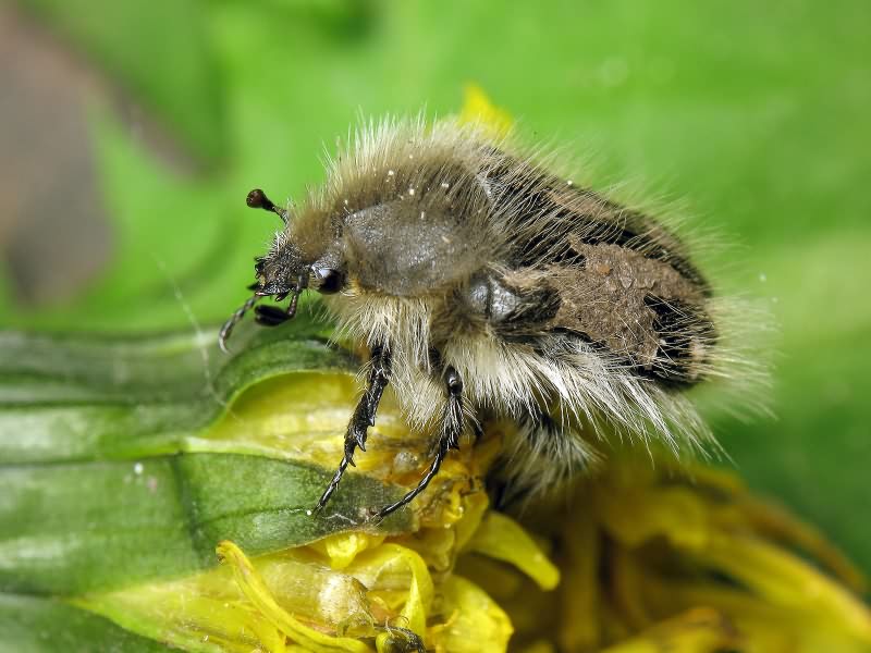 Tropinota (Epicometis) hirta (Poda, 1761)