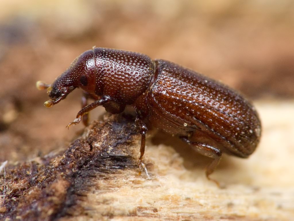 Stereocorynes truncorum (Germar, 1824)