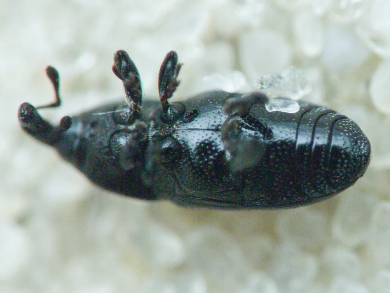 Labiaticola melas Boheman, 1836