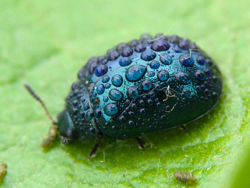 Plagiodera versicolora (Laicharting, 1781)