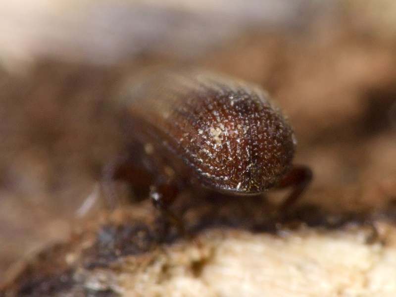 Stereocorynes truncorum (Germar, 1824)