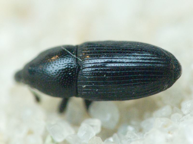 Labiaticola melas Boheman, 1836