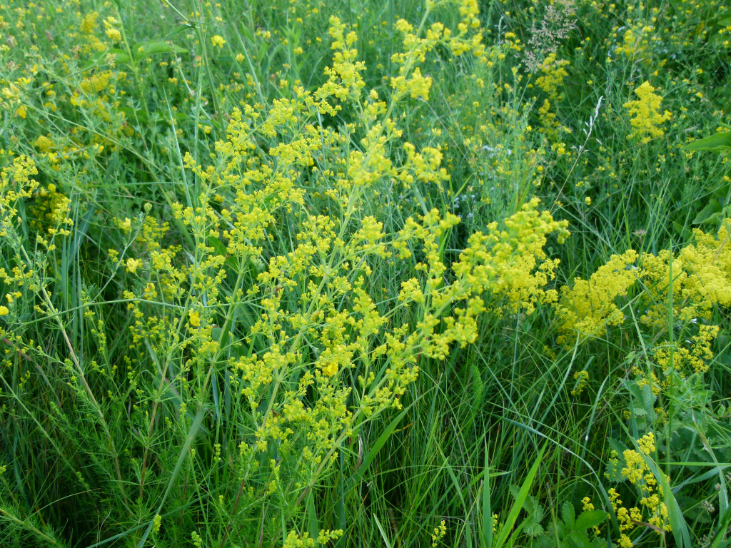 Galium verum L.
