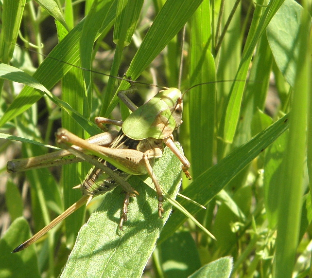Ensifera